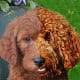 Welcome All! Goldendoodle Breeder Blog
