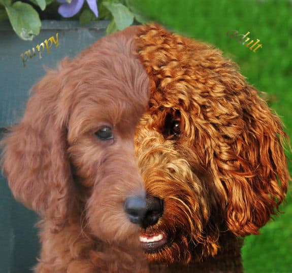 Adult Goldendoodles For Sale 41