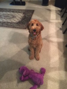 Apollo, Irish Goldendoodle