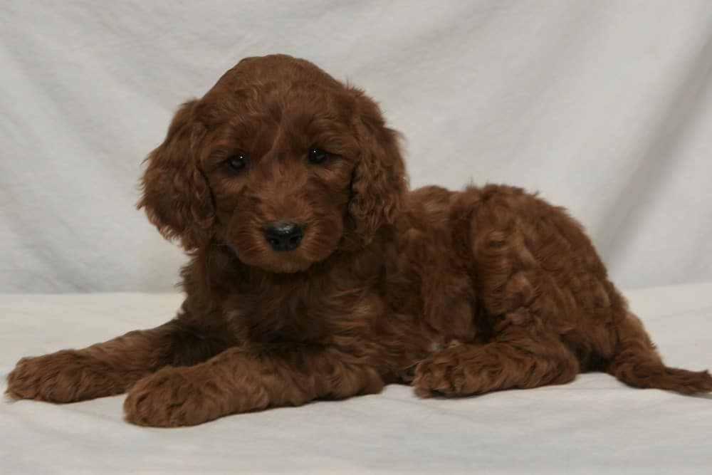 goldendoodle puppies for sale nj goldendoodle puppies for sale in indiana breeds picture goldendoodle puppies for sale nj goldendoodle puppies for sale in indiana breeds picture