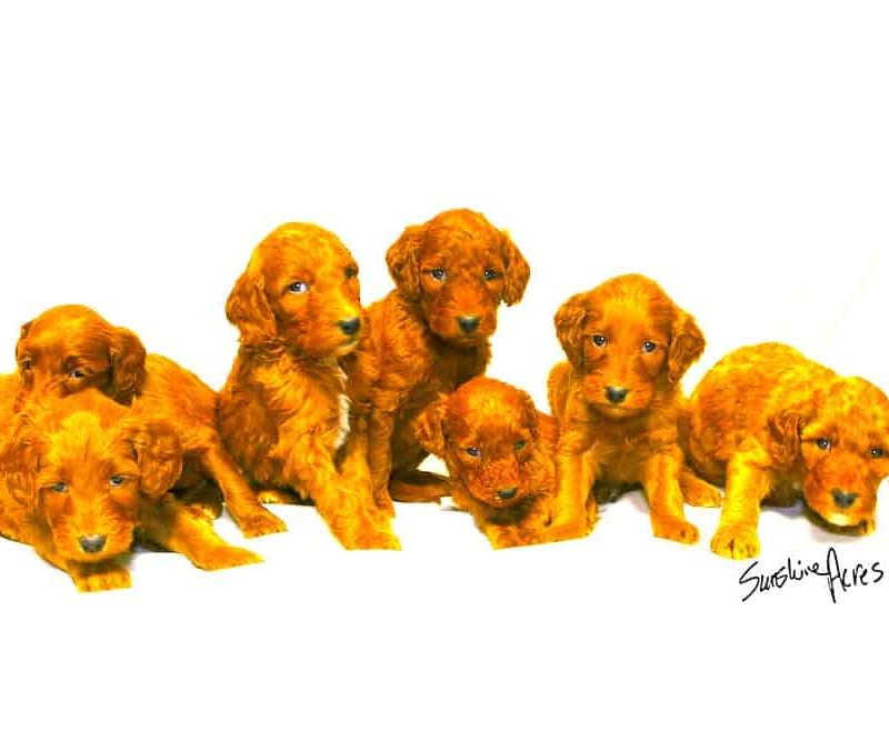 mays_boys_b IrishGoldendoodle_Red