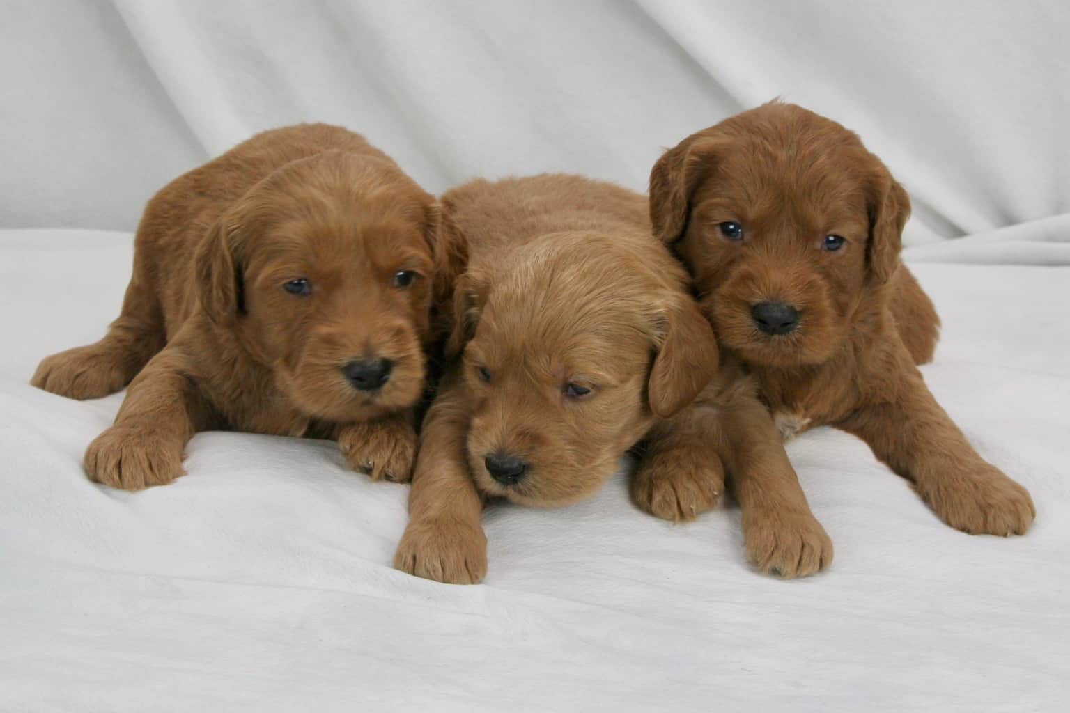 Goldendoodle from Reputable breeder near Chicago