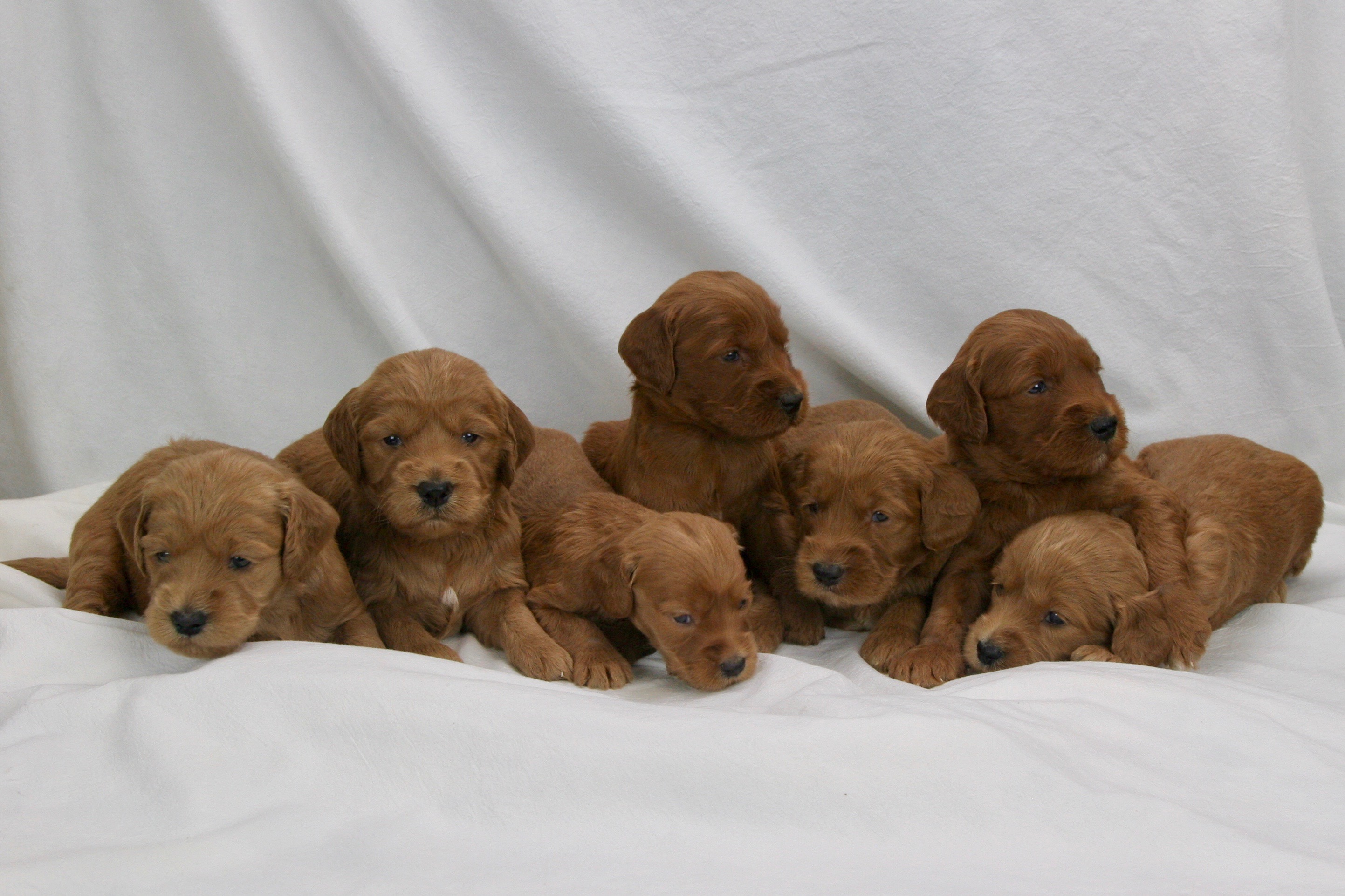 Red Irish Goldendoodles in Indiana