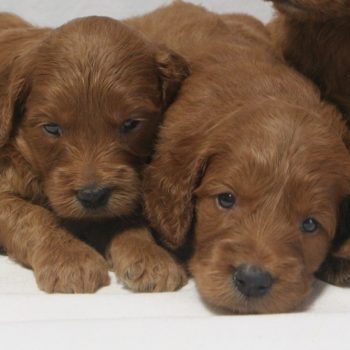 F1 Irish Goldendoodles from Dakota’s Litter