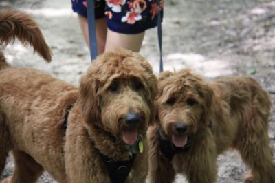 Dakota’s Red Goldendoodle Puppies for Sale