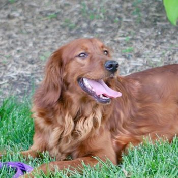 Sunshine Acres Bella