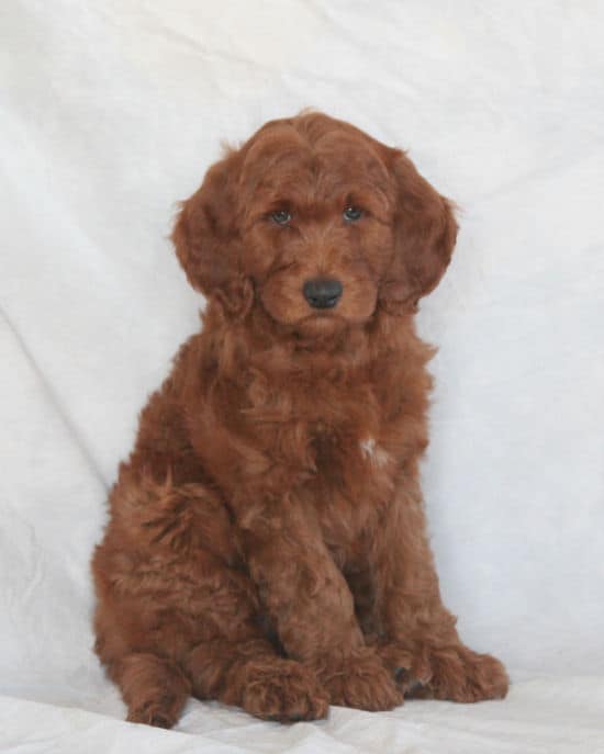 goldendoodle puppies for sale in Chicago (Chicagoland)