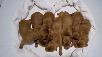 When is the best time to get a Red Goldendoodle Puppies for Sale?