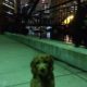 Goldendoodle puppies for sale Chicagoland