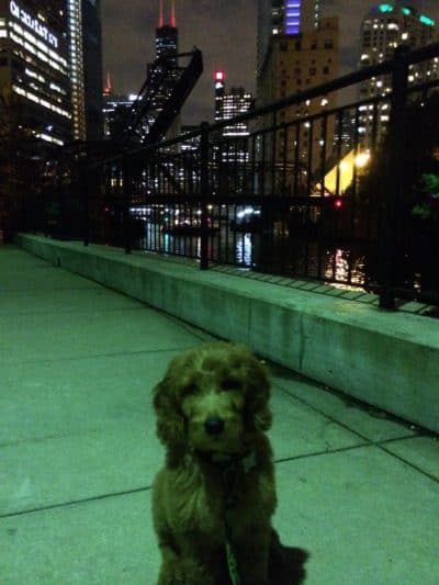 Goldendoodle puppies for sale Chicagoland