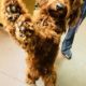 goldendoodle puppies for sale near me