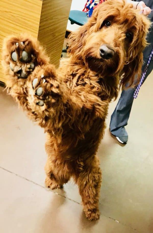 How to fix cracked feet Pictures of goldendoodle puppies for sale