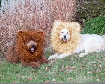 Standard Sunshine Acres Goldendoodle at 50 lbs (on left). Minigoldendoodle from somewhere else at 70 lbs (on right)