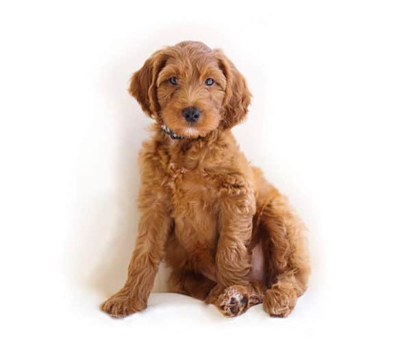 Red Goldendoodle on white background. Identify Goldendoodle puppy