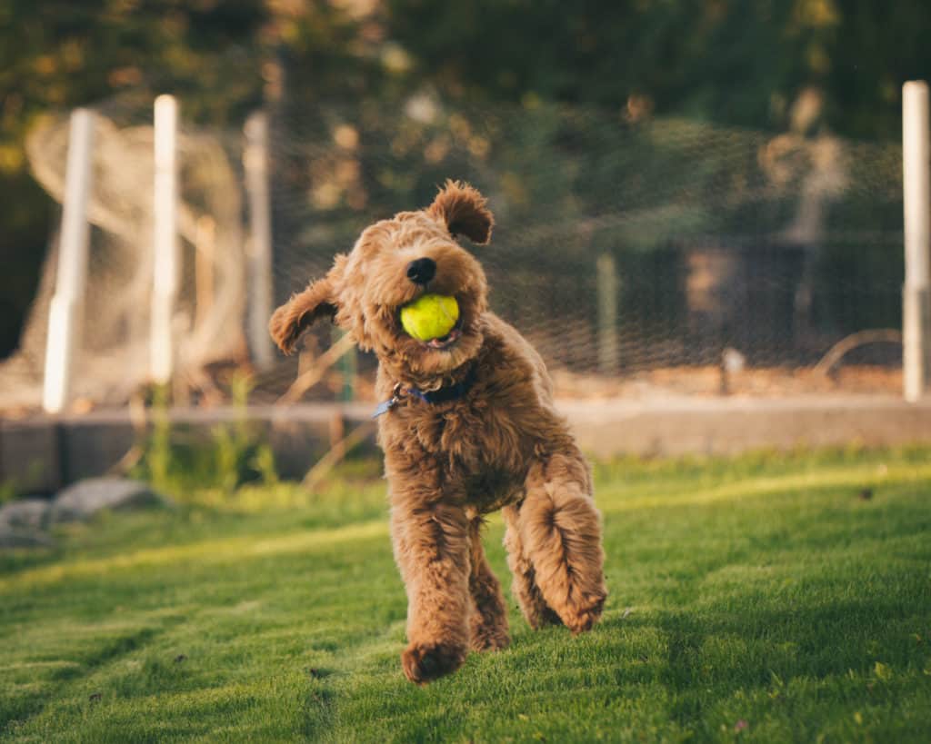 Playful Irish Goldendoodle Loves to engage with family for google index