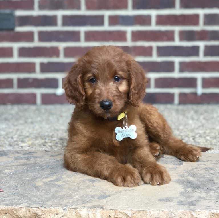 Lucy is an Irish Goldendoodle Puppy