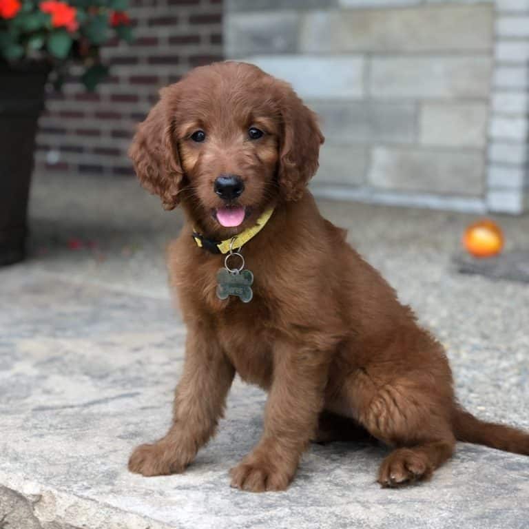 Lucy is an adorable red Irish Goldendoodle puppy